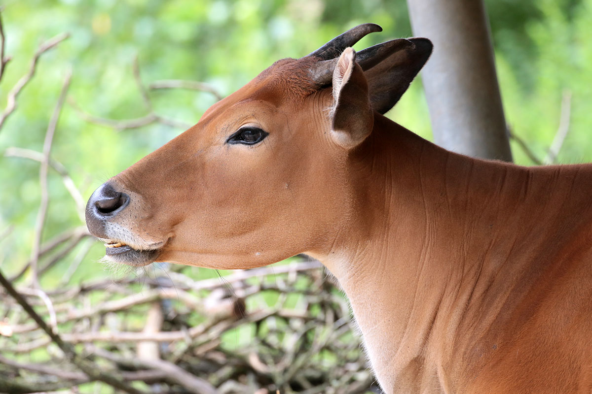 Banteng
